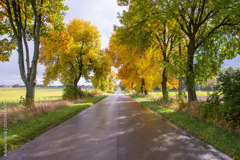 Road among trees on a wet autumn day in the sunshine after rainfall. Day.