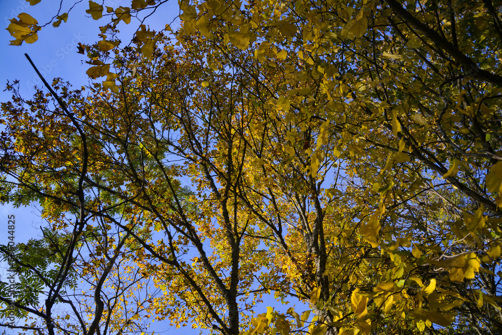 Bright yellow autumn foliage of trees on a background of blue sky. Bright yellow autumn foliage of trees on a background of blue sky.