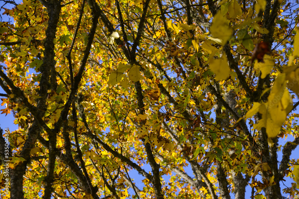 Bright yellow autumn foliage of trees on a background of blue sky. Bright yellow autumn foliage of trees on a background of blue sky.