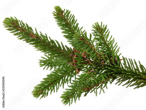 Spruce branch png, isolated on transparent background with clipping path