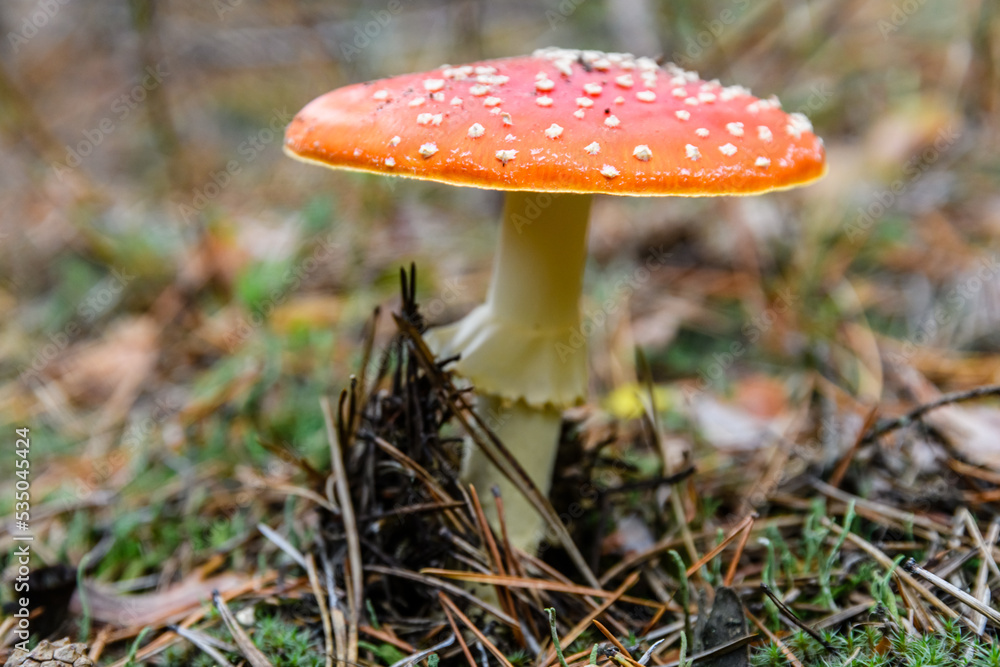 Fly agaric or fly amanita (Amanita muscaria) mushroom growing in a forest Fly agaric or fly amanita (Amanita muscaria) mushroom growing in a forest