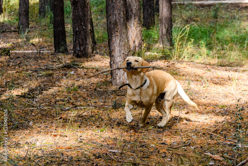 Cute young labrador retriever dog in a forest