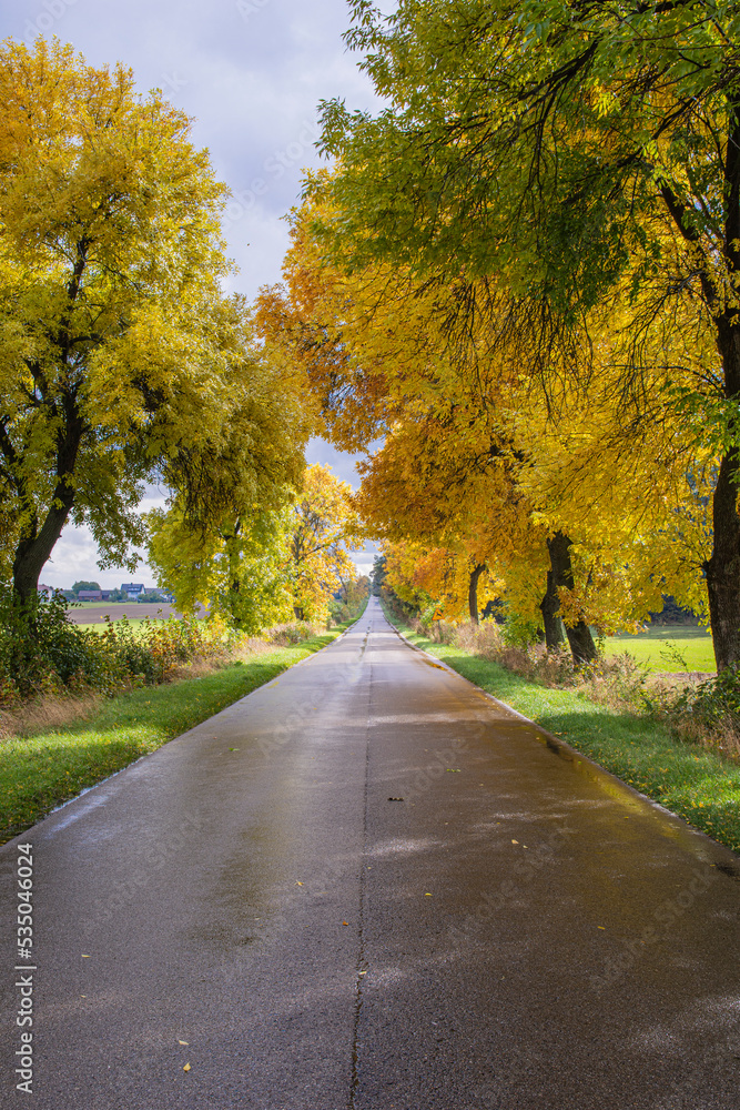 Road among trees on a wet autumn day in the sunshine after rainfall. Day.