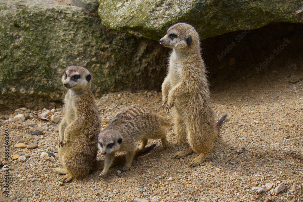 Fototapeta premium Meerkat (suricate) in desert on guard duty