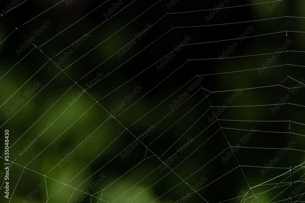 Spider web close up view
