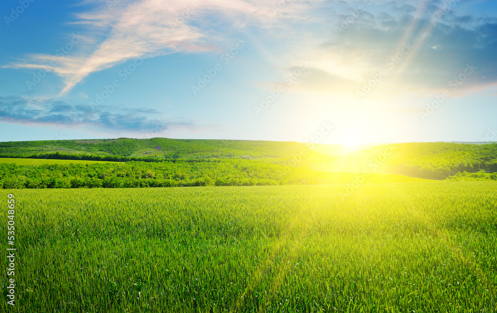 Green wheat field and bright sun.