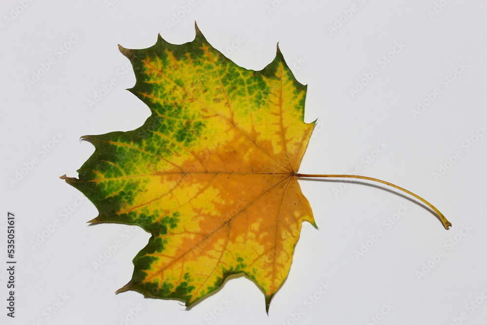 Fototapeta premium autumn leaves