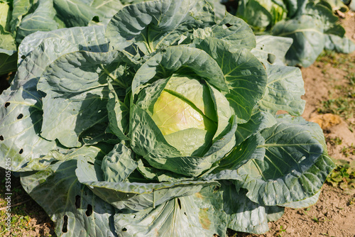 Fresh green cabbage grows in the garden. Large cabbage leaves. Bright sunlight. Gardening and agriculture.