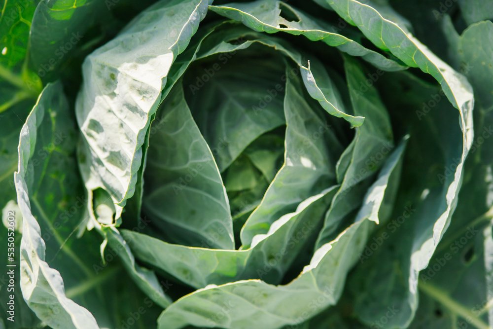 Fresh green cabbage grows in the garden. Large cabbage leaves. Bright sunlight. Gardening and agriculture. Fresh green cabbage grows in the garden. Large cabbage leaves. Bright sunlight. Gardening and agriculture.