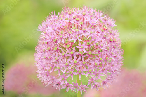 Large blooming purple flowers of ornamental onion against the backdrop of a green garden