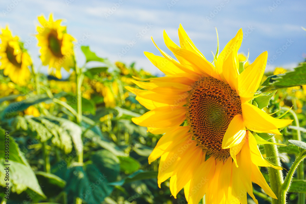 sunflowers in the field