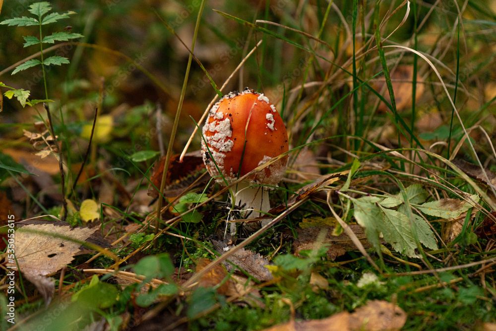 Red toadstool mushroom in a forest setting with autumn leaves Red toadstool mushroom in a forest setting with autumn leaves