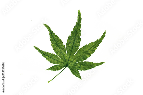 Cannabis leaves isolated on a spruce background. Leaves of narcotic plants for making marijuana. Hemp. marijuana