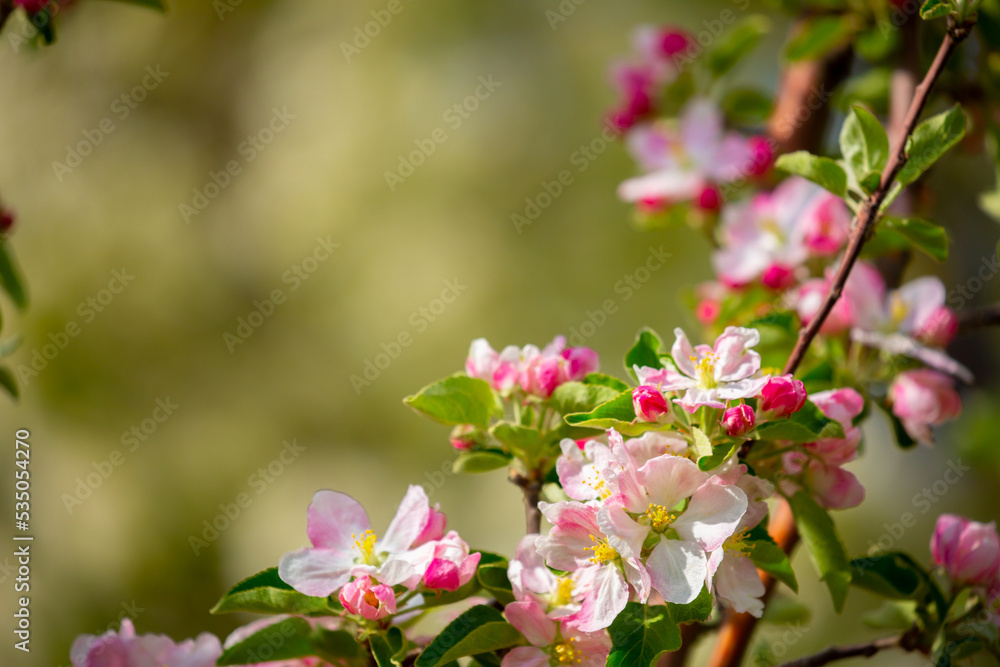 Spring blooming sakura trees. Pink flowers Sakura Spring landscape with blooming pink tree. Beautiful sakura garden on a sunny day.Beautiful concept of romance and love with delicate flowers.