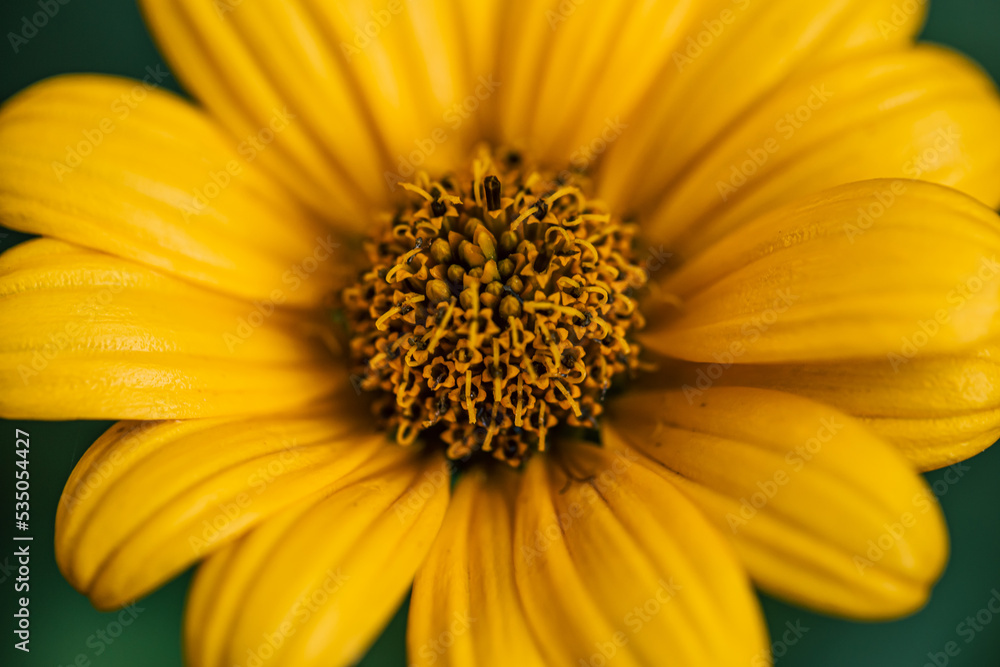 Flower of yellow chamomile growing in the garden, macro shot. Flower of yellow chamomile growing in the garden, macro shot.