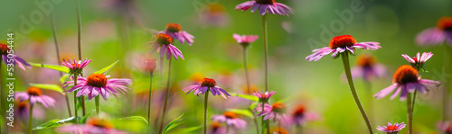 Photos The Echinacea - coneflower close up in the garden