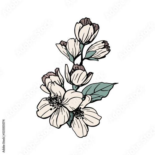 Hand drawn jasmine isolated on white background. Wedding concept. Vector illustration EPS10.