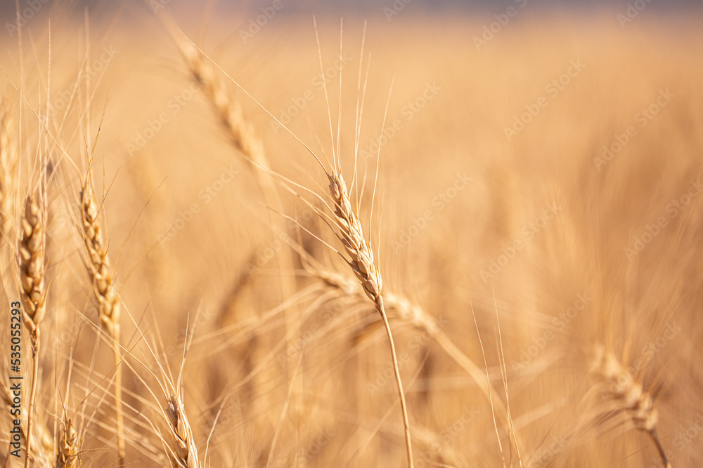 Wheat field on a sunny day. Grain farming, ears of wheat close-up. Agriculture, growing food products. Wheat field on a sunny day. Grain farming, ears of wheat close-up. Agriculture, growing food products.