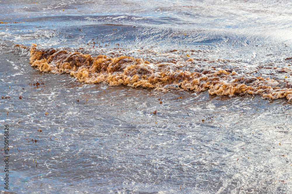 Very disgusting beach water with red seaweed sargazo Caribbean Mexico.