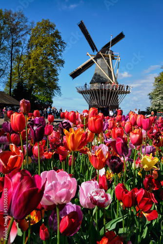 Blooming tulips flowerbed and windmill in Keukenhof flower garden