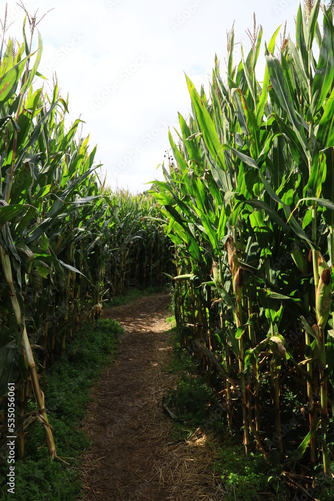 Fototapeta premium Wandering in a corn maze 