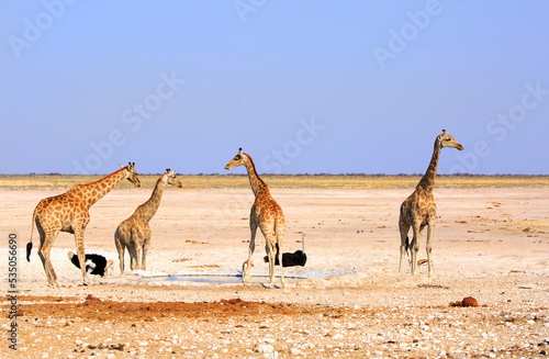 Four Giraffe and two male black ostriches on the vast open plains of Etosha National park, with a natural empty savannah background