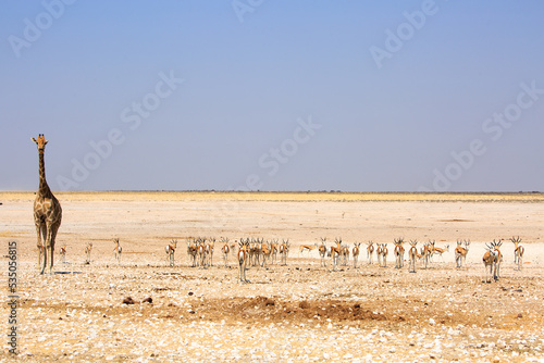Newbrowni Waterhole with Springbok and a solitary Giraffe with the vast open empty plains in the background