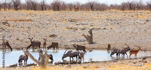 Black faced Impala, Oryx and Kudu at a busy waterhole in Etosha National Park,