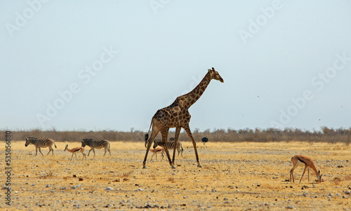 Giraffe walking across the African plains with zebra, springbok and an ostrich, with a bush background. Southern Africa