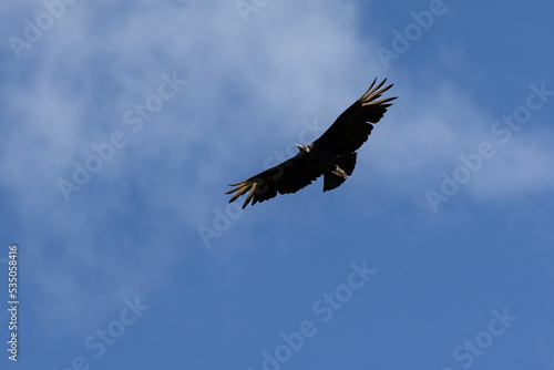 American black vultures also know as Urubu flying in the blue sky . Species Coragyps atratus. New world vulture. Animal world. Birdwatching. Birding