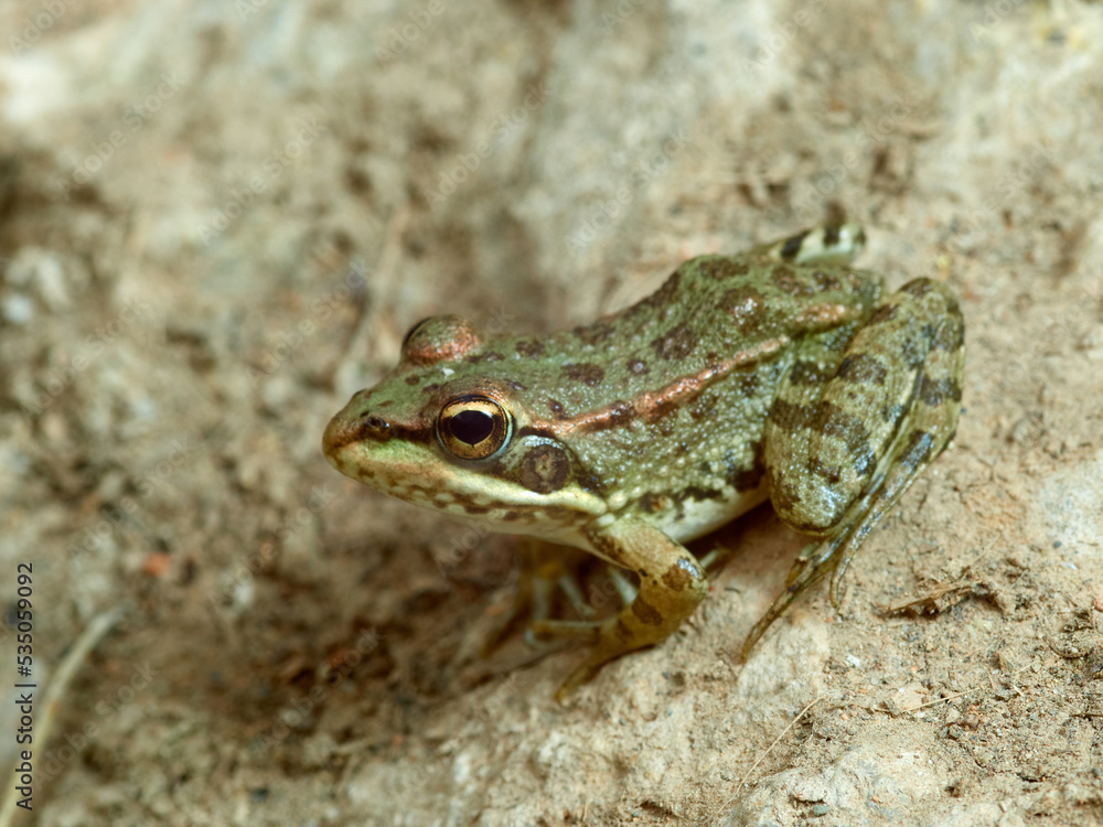 Iberian Green Frog. Pelophylax perezi. Iberian Green Frog. Pelophylax perezi.
