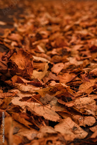 trail of dry leaves. Autumn view. Autumn bedding