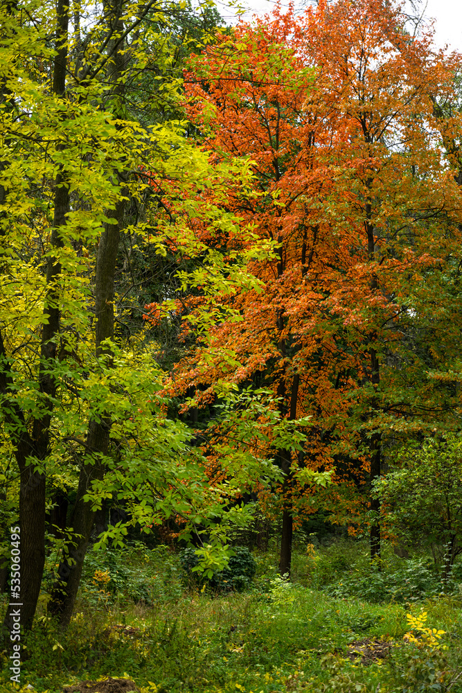 colorful trees on an autumn day. Autumn background. Season of the year autumn