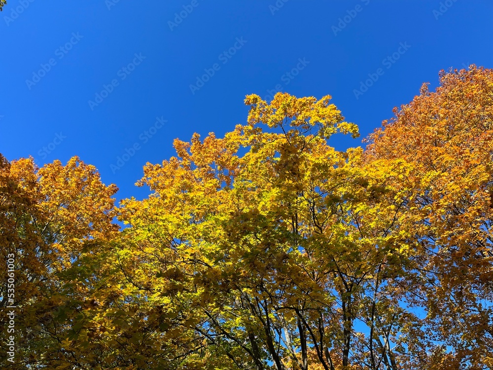 Autumn yellow trees in the blue sky, golden fall, natural colors