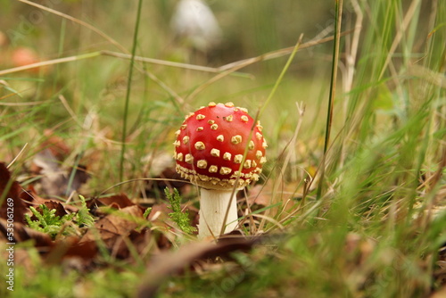 a cute little red mushroom with a green background closeup in a sunny forest in fall