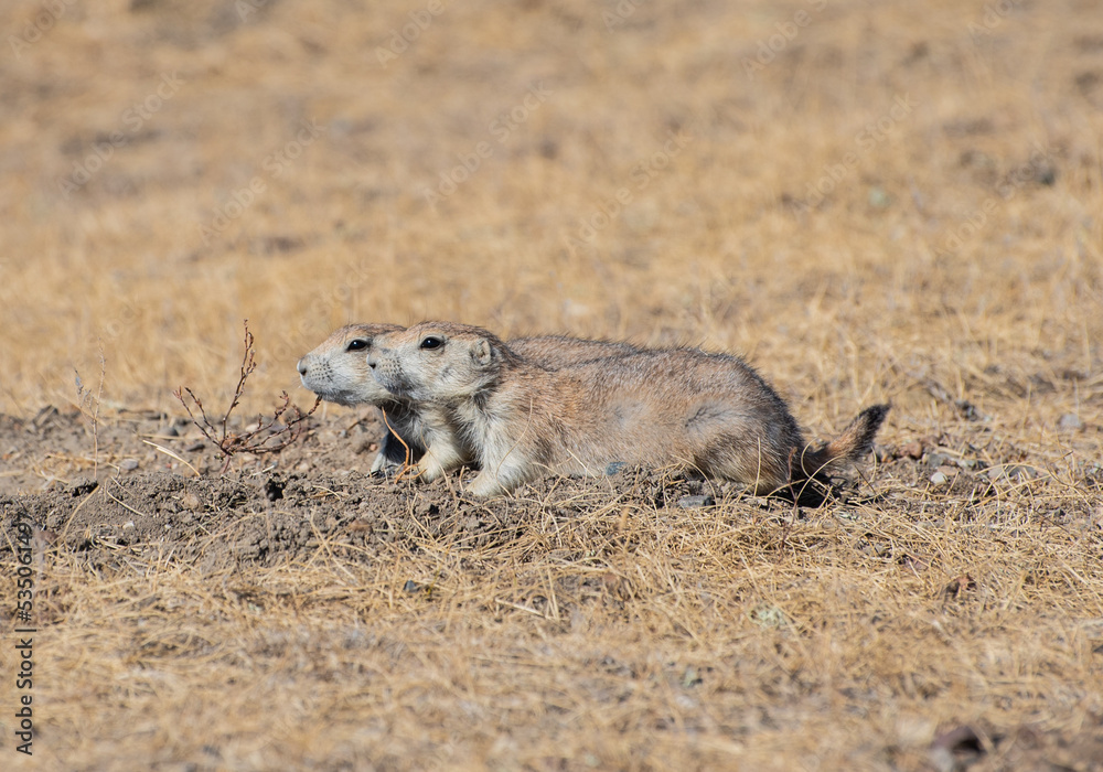 Fototapeta premium prairie dog in the grass