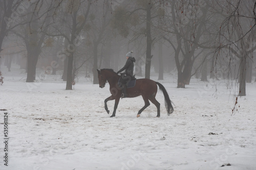 A horse gallops in heavy fog in winter forest at Holosiivskyi National Nature Park, Kyiv, Ukraine