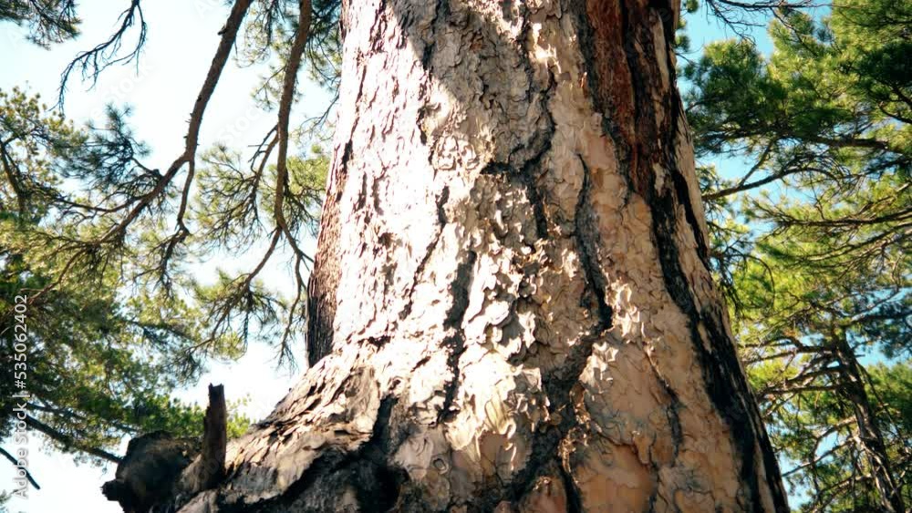very old and big pine trees. Ancient trees. in the big forest. Beautiful shot motion 4K video very old and big pine trees. Ancient trees. in the big forest. Beautiful shot motion 4K video