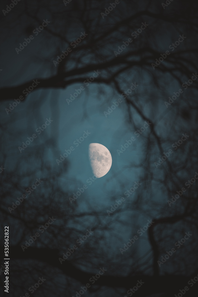 luna creciente tras ramas de arboles en el cielo azul - obrazy, fototapety, plakaty 