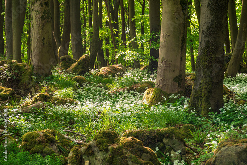 Stunning spring forest scene with loads of flowering ramsons (wild garlic) all around the trees, Ith-Hils-Weg, Ith, Weserbergland, Germany