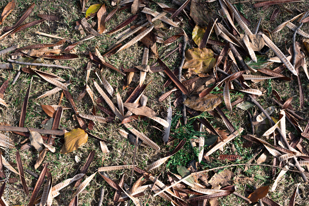 Background of pods and dry leaves on grass. Background of pods and dry leaves on grass.