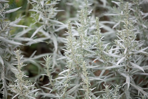 Leaves of a silver wormwood  Artemisia ludoviciana