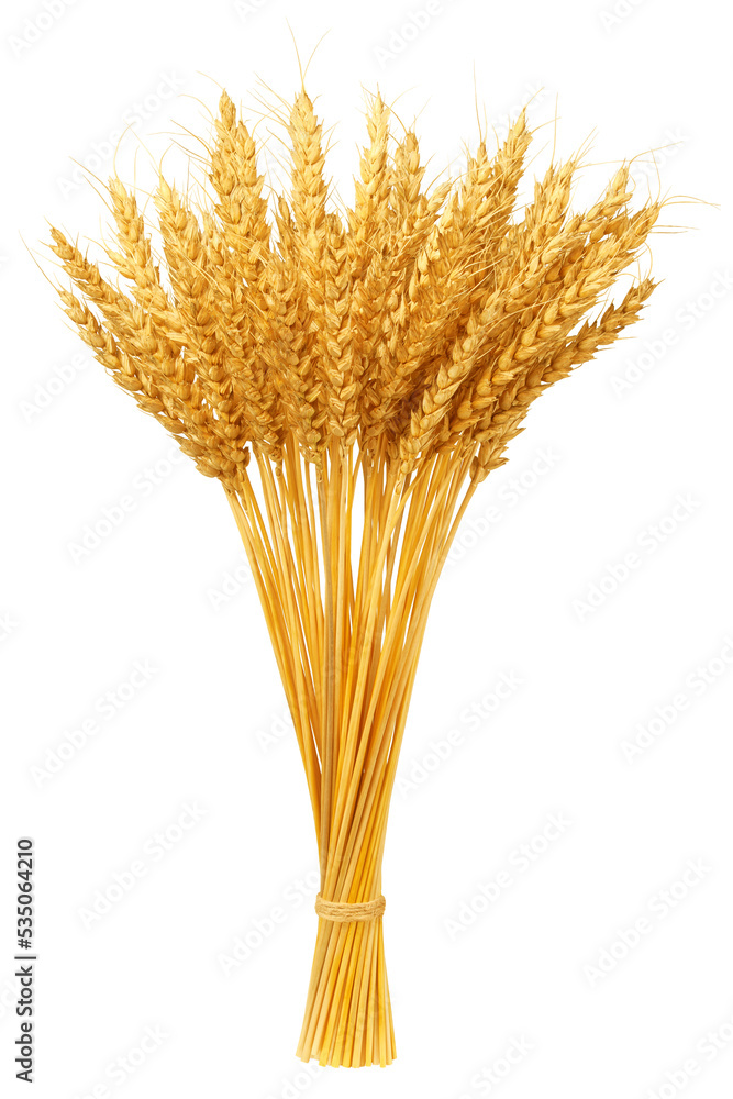 Fototapeta premium Wheat isolated on white background, clipping path, full depth of field