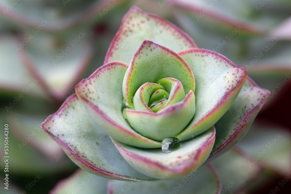 Leaves of Crassula perforata