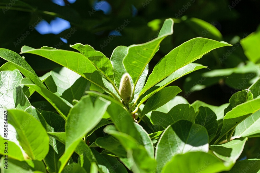Foliage of a tupelo, Nyssa sylvatica Foliage of a tupelo, Nyssa sylvatica