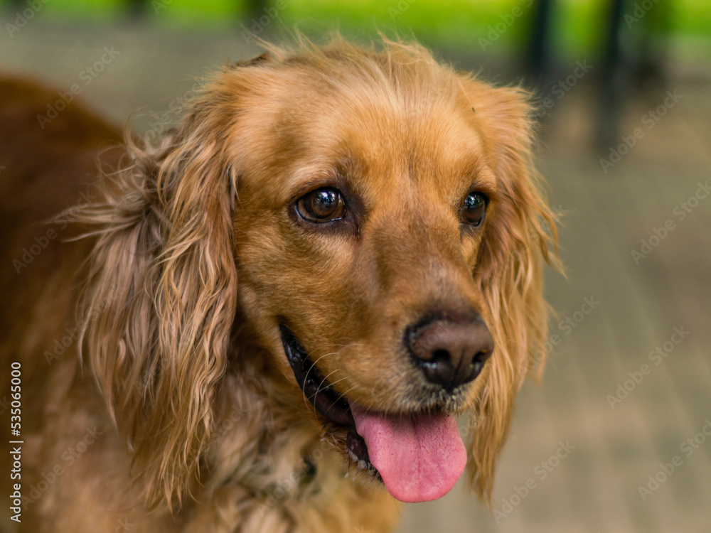 Golden retriever portrait young and friendly dog