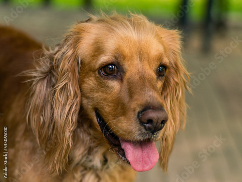 Golden retriever portrait young and friendly dog © Ludmila
