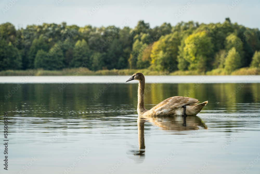 Young swan on blue lake water in Ukraine near Kyiv. Young swan on blue lake water in Ukraine near Kyiv.