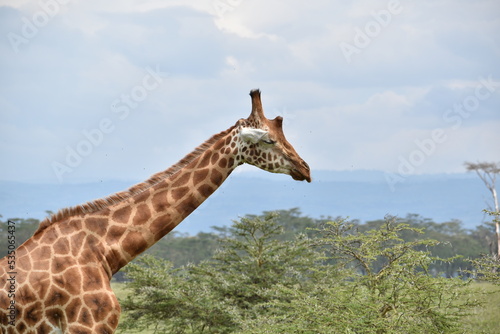 giraffe with closed eyes 