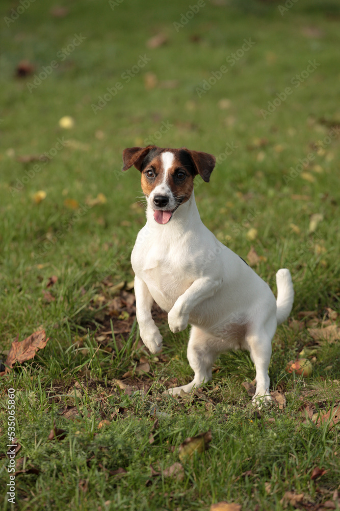 Jumping terrier, dog on hind legs. Dancing Jack Russell Terrier